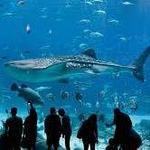 The Dallas World Aquarium