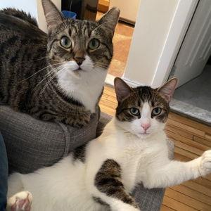 Pet sitting for Penny & Cosmo (give with credit card)