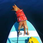 Paddle Boarding/Kayaking