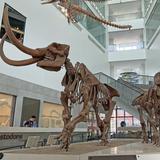 University of Michigan Museum of Natural History
