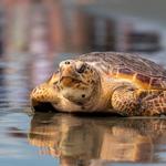 The Karen Beasley Sea Turtle Rescue and Rehabilitation Center