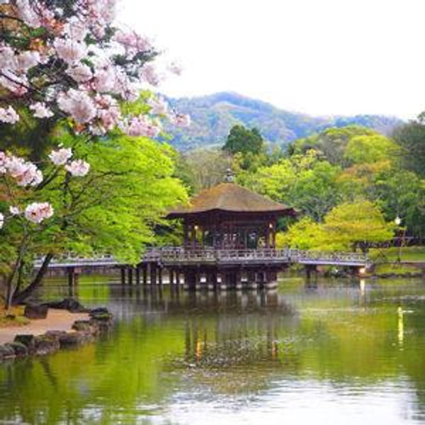 Day Tour to Kyoto and Nara