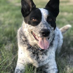 Our Pet Fund