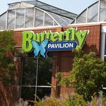 Butterfly Pavilion