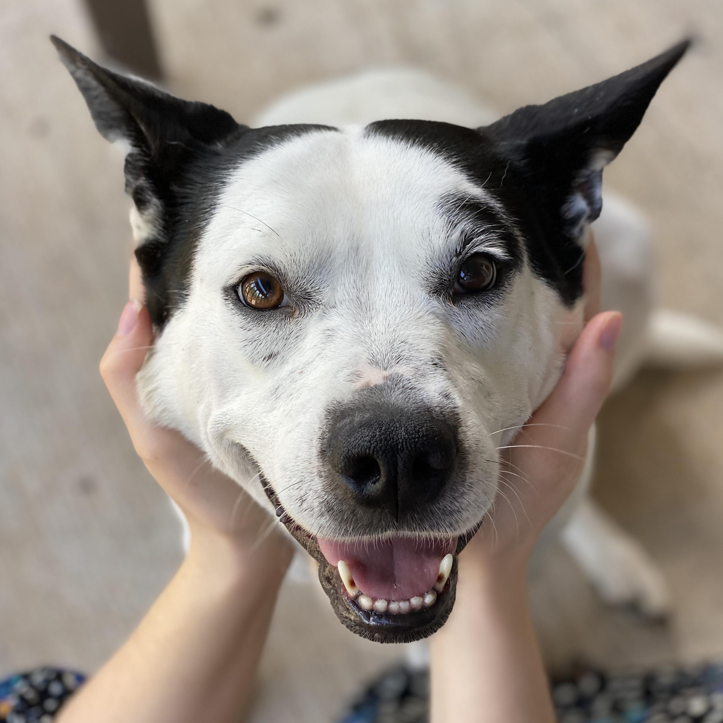 Fund for Desoto Parish Animal Shelter