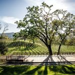 Sonoma Valley