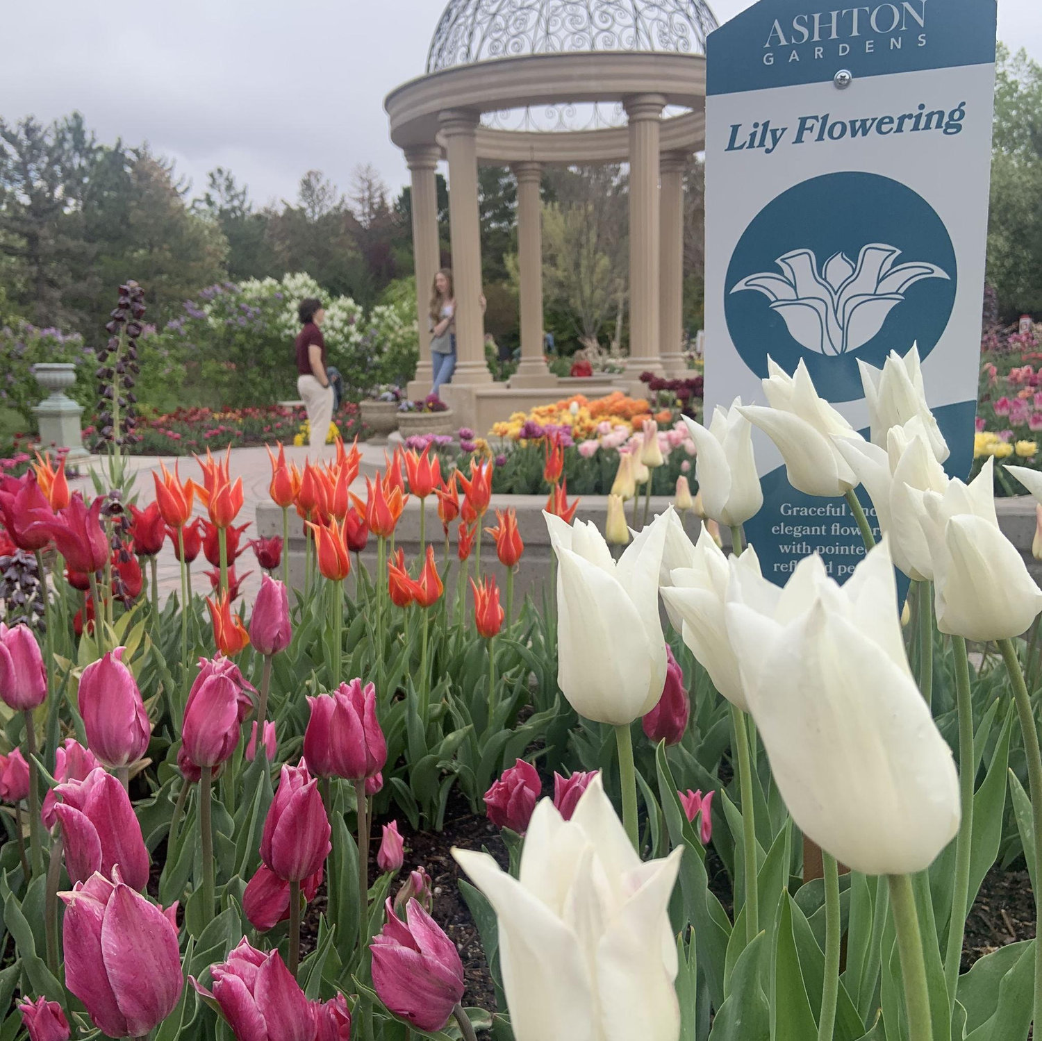 5.13.23. Taken moments before Evan gave Gabrielle a promise ring at the Tulip Festival.