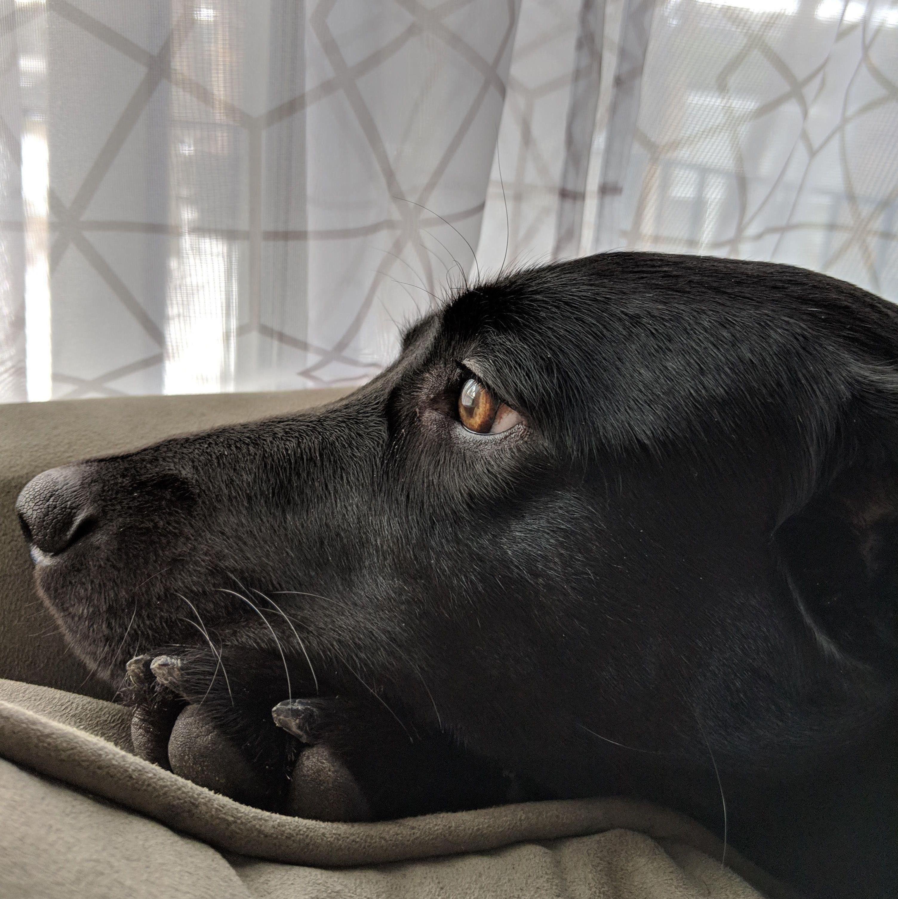 Marlie enjoying the view from her favorite spot on the back of the couch. Dayton, Ohio 2019