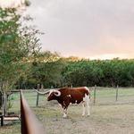 Friendly Longhorns around the venue! / Animales alrededor