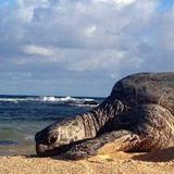 Poipu Beach