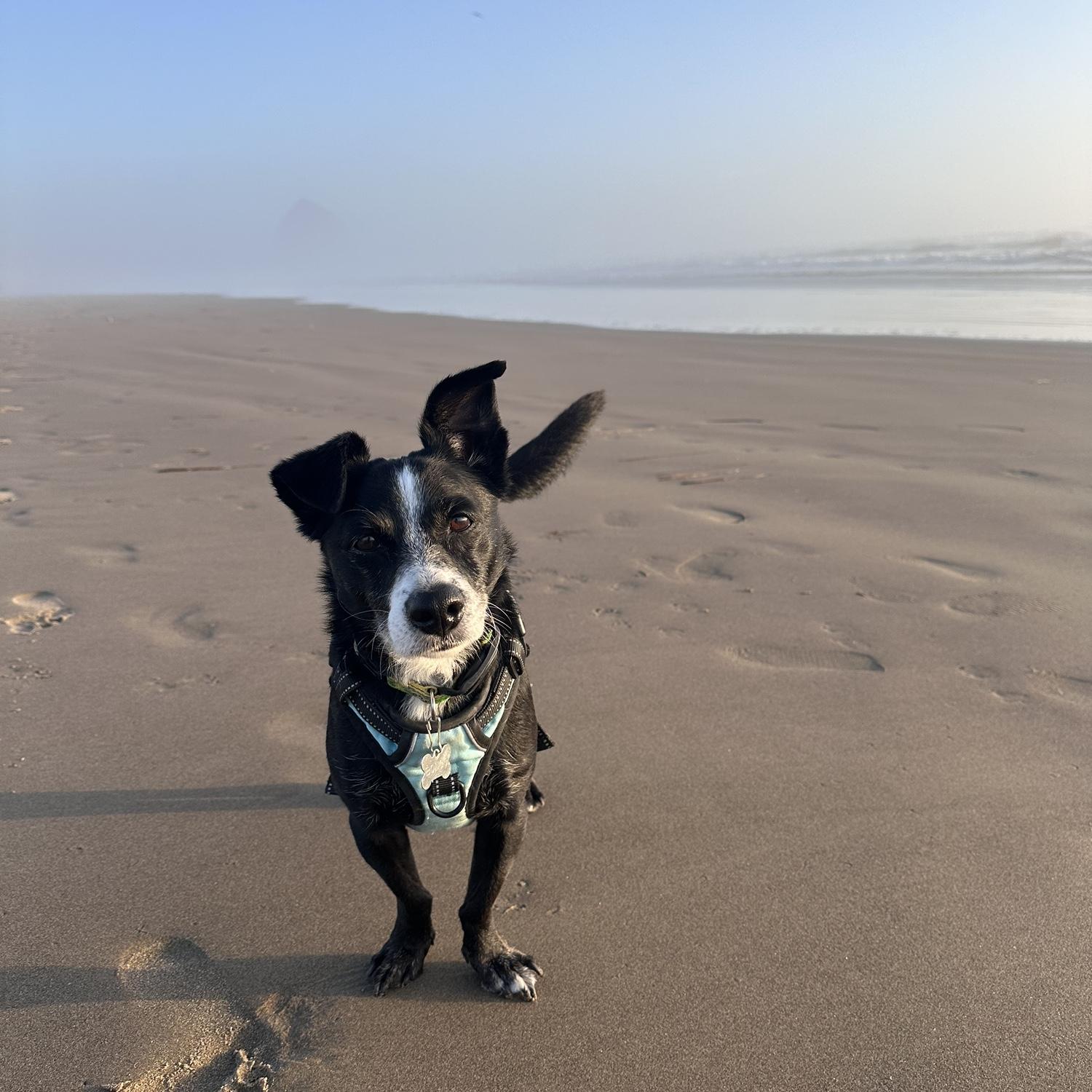 Back to Cannon Beach (July 2025). Andre was busy scoping the proposal spot for the next day.