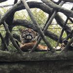 Jacksonville Zoo and Gardens