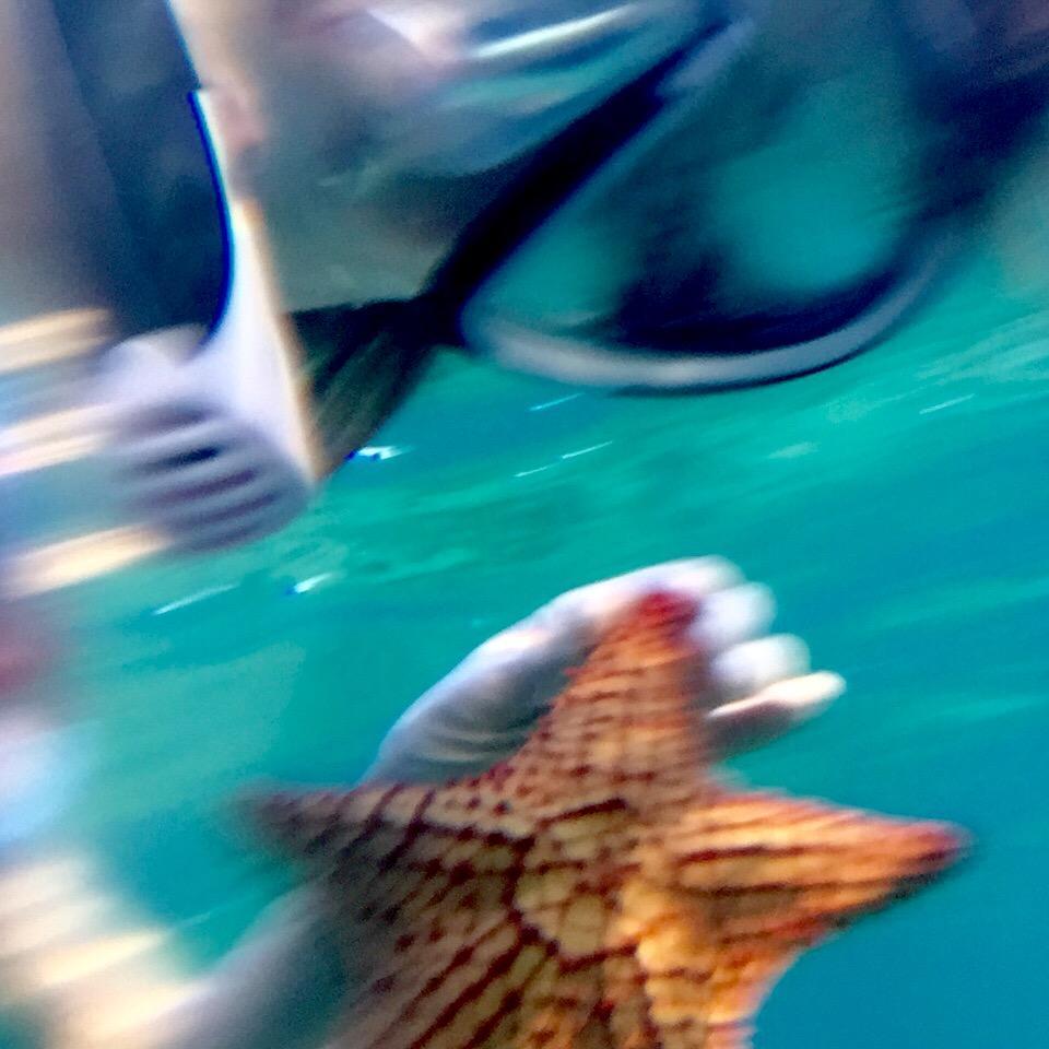 Snorkle finds!