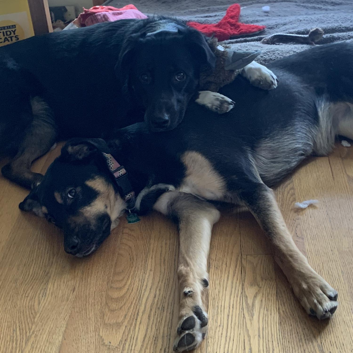 Our sweet girls are full of so much love ❤️