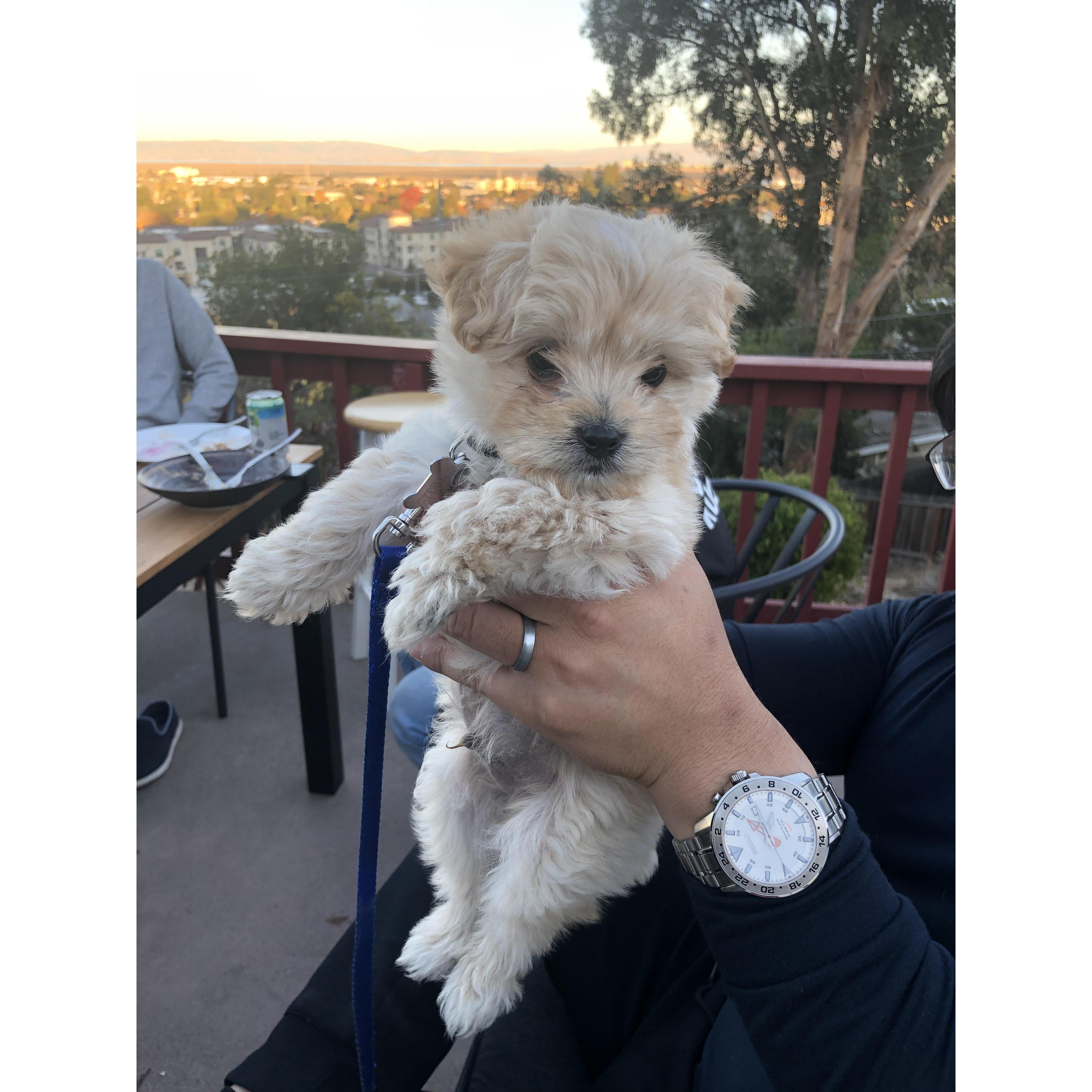 Charlie, our first puppy