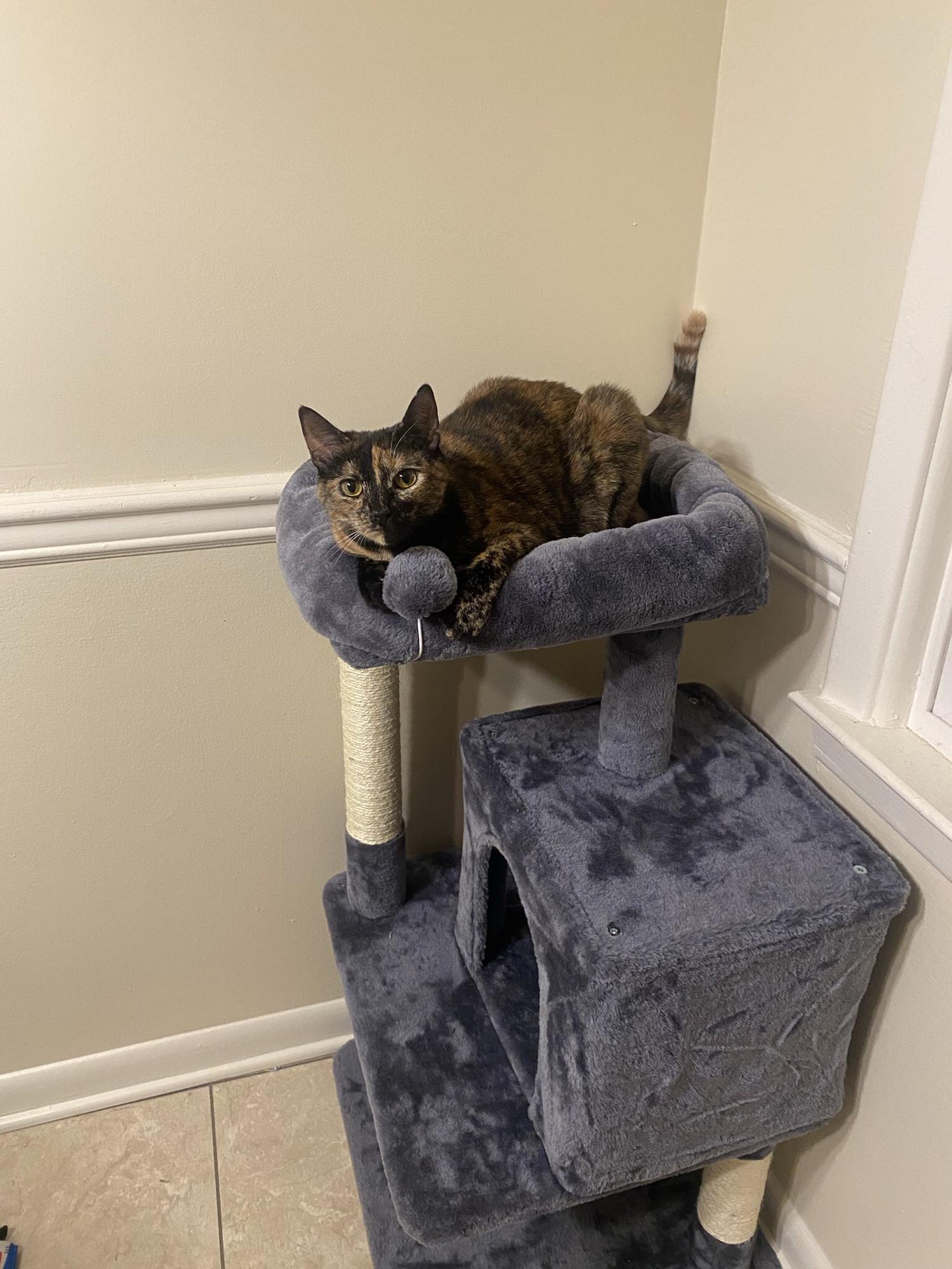 Tortie Lyn Taylor