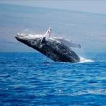 Avistamiento de Ballenas