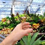 Butterfly Biosphere