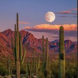 Saguaro National Park