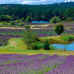 Lavender Farm