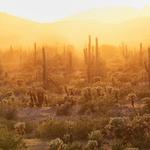 Sonoran Desert