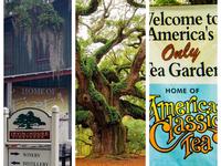 Johns Island Day Trip