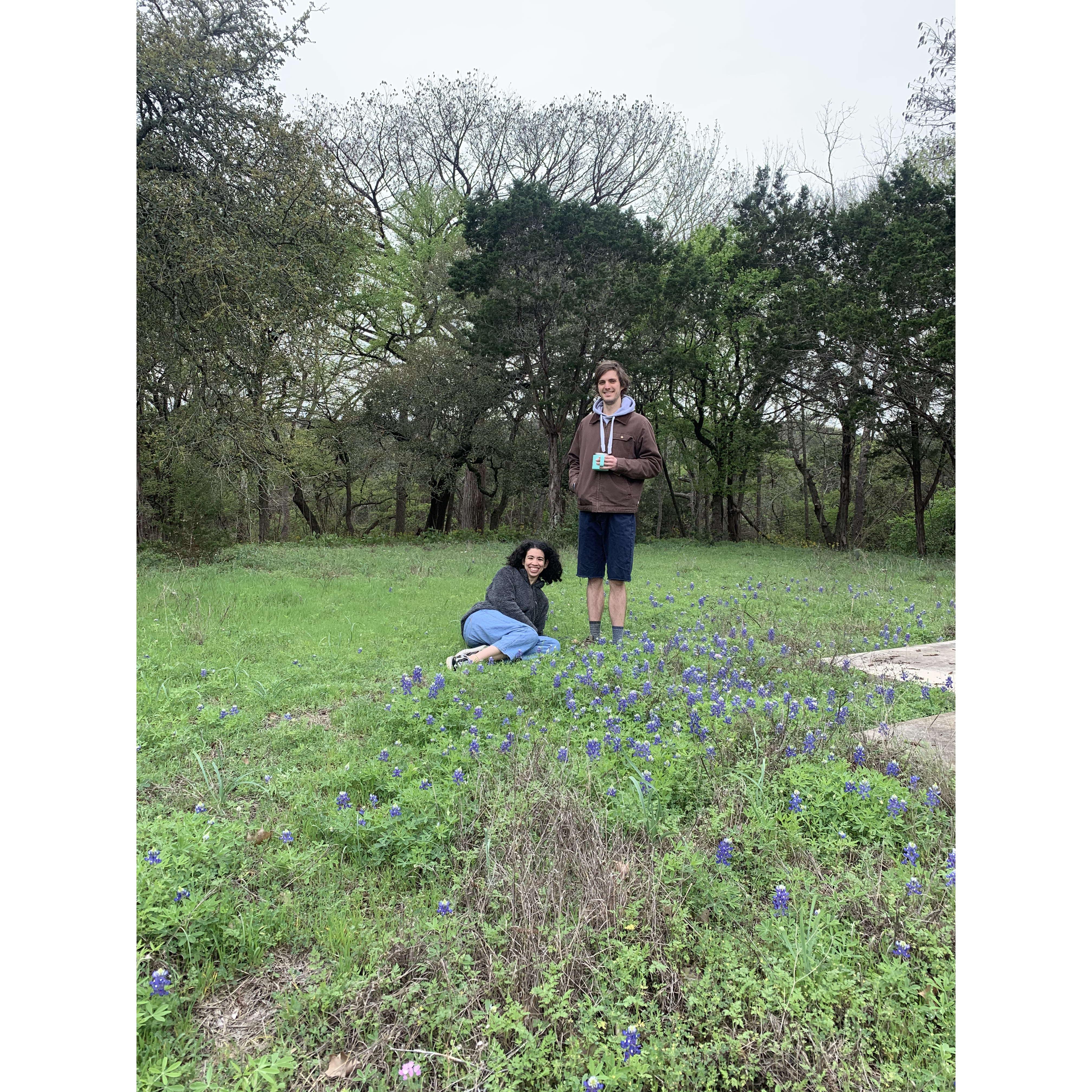 Bluebonnets in Wimberly, Texas