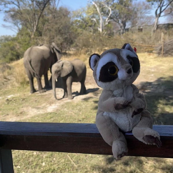 African Safari Honeymoon