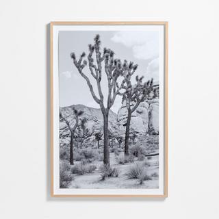 Joshua Tree by Tatiana Alexandra Framed Photography Print