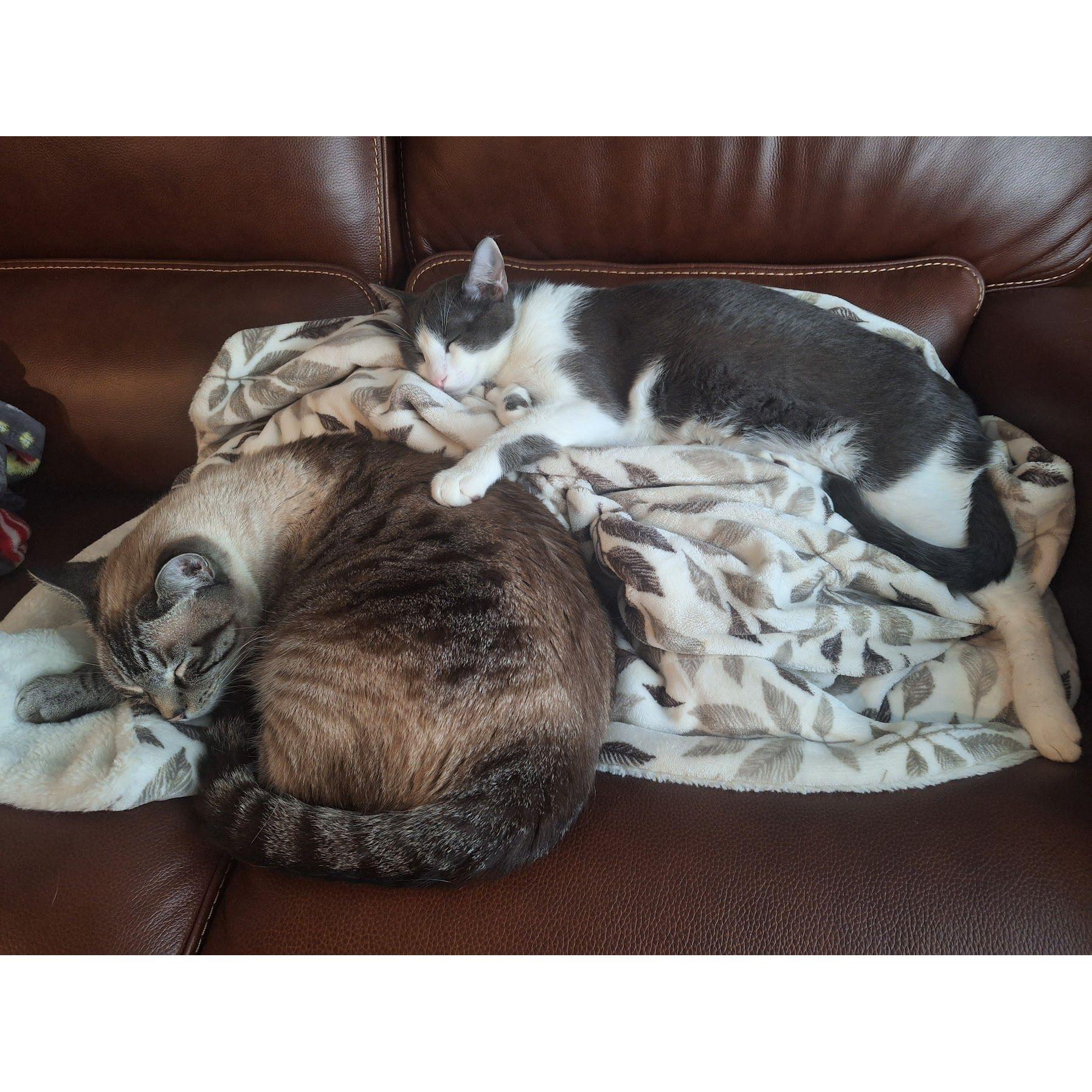 It took a while for Gimli to warm up to Rommel, but after a few weeks they became the best of friends! They love to wrestle each other and take naps together.