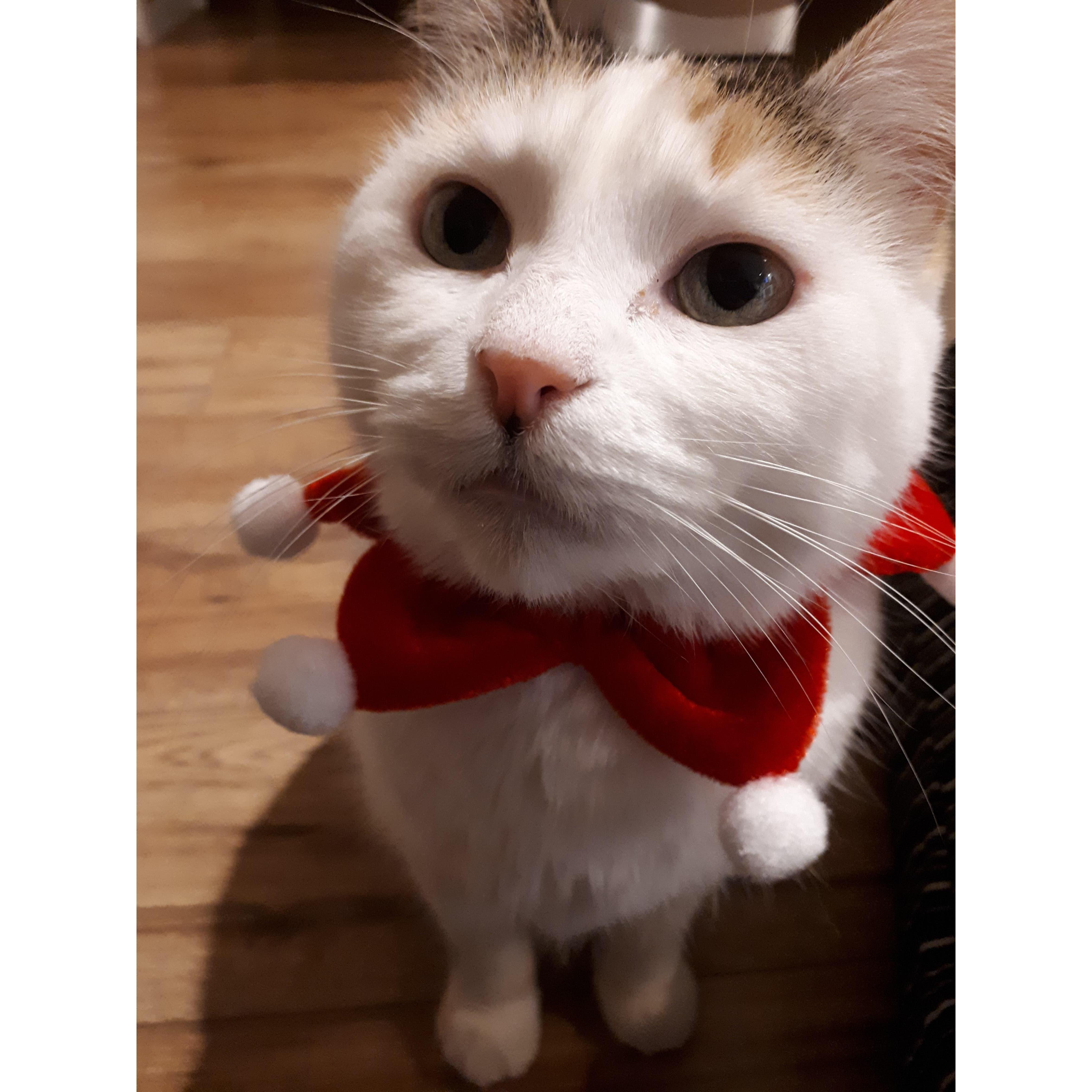 Sugar's first Christmas