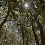 Sunken Forest - National Seashore New York