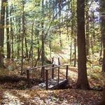 Harris Hill State Forest
