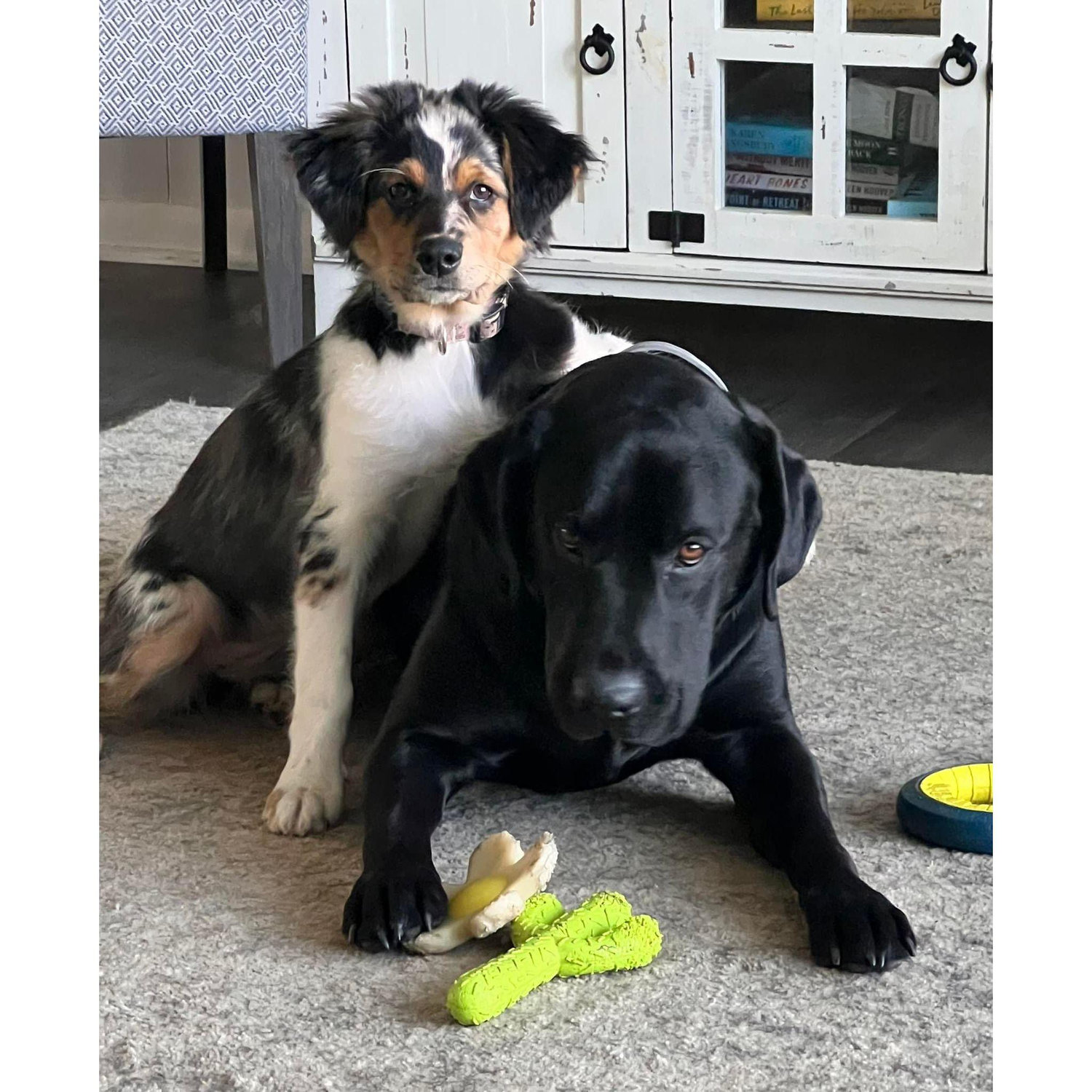 Our Fur Babies!