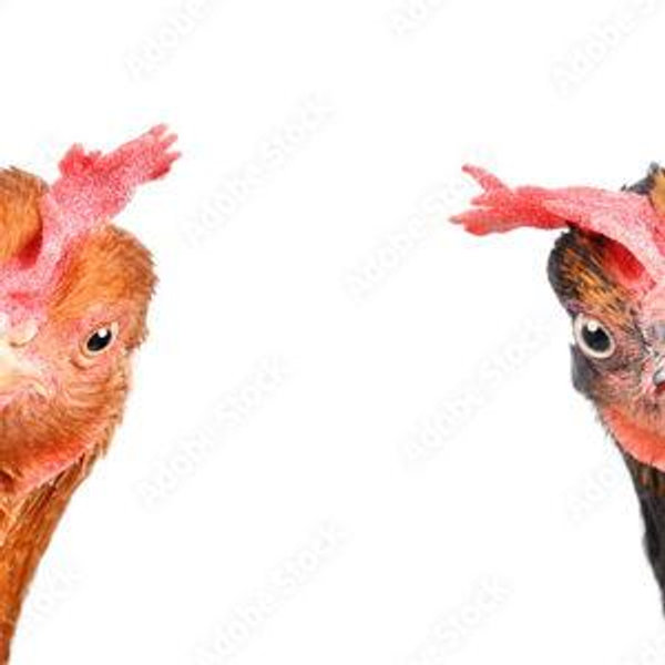 Chicken Coop Fund