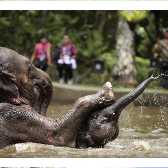 Washing the Elephants in Bali