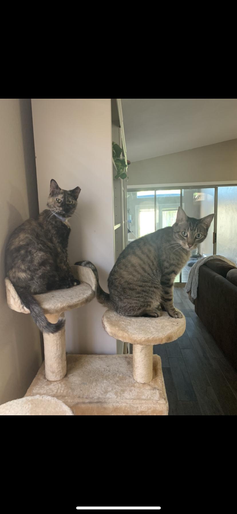 Maple and Tiger! 2/3 of our fur babies!