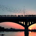 Congress Avenue Bridge and Austin Bats