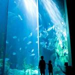 Aquarium of the Pacific