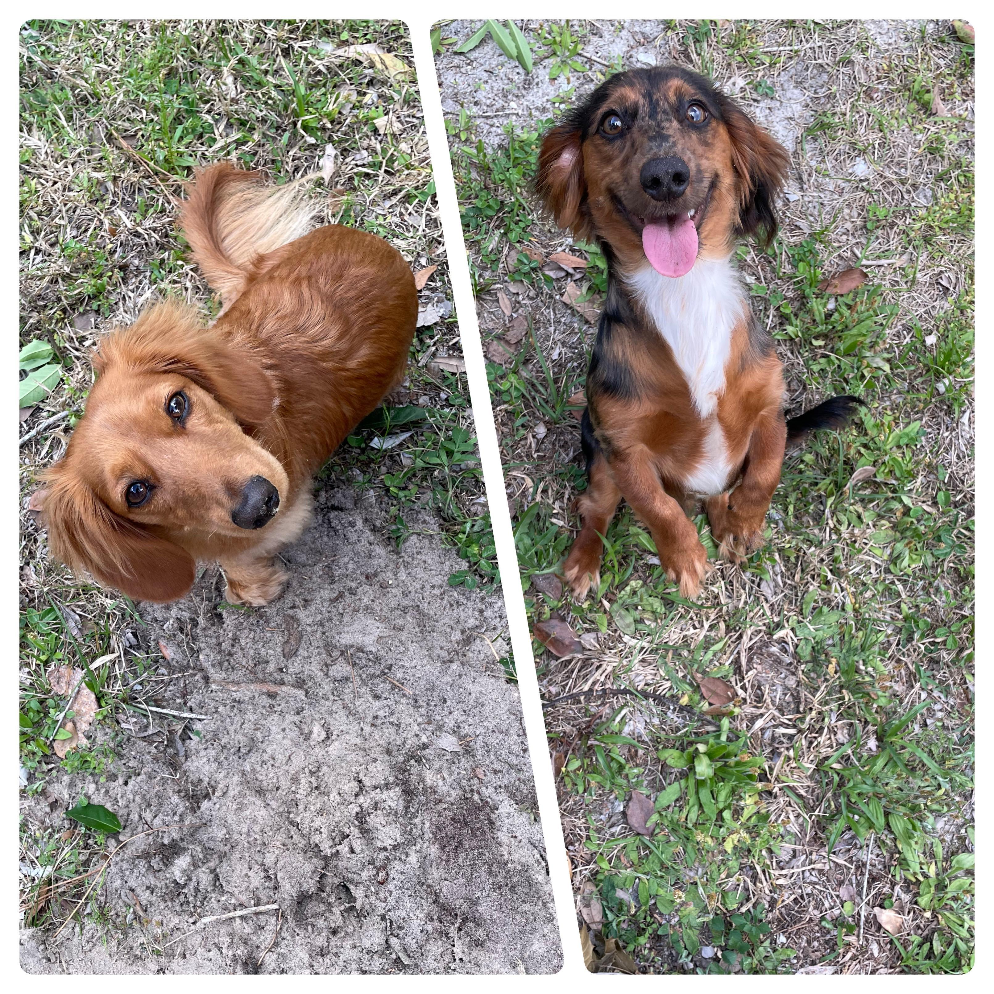 Our fur babies Peanut and Moose.