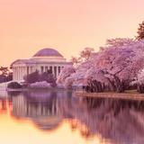 Cherry Blossoms at Tidal Basin
