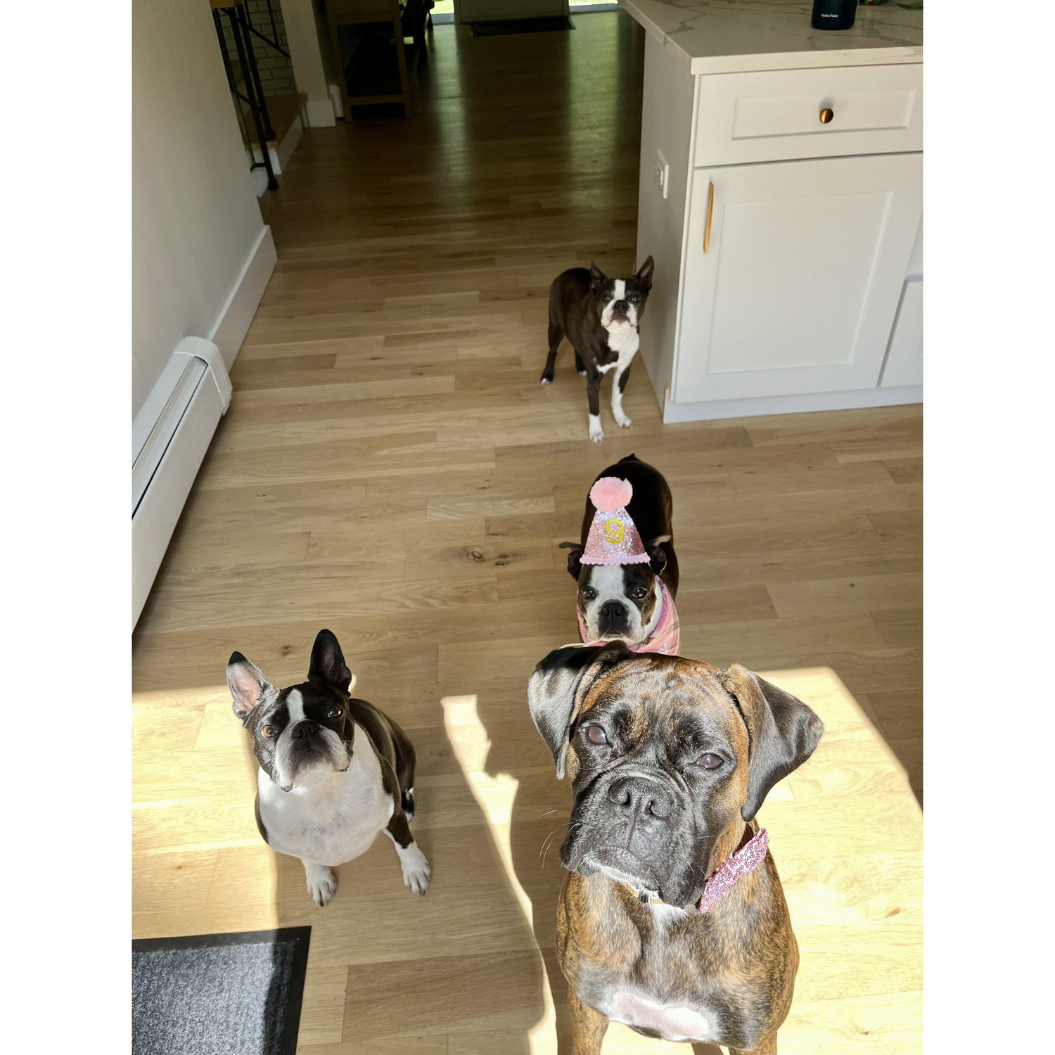Our 4 dogs: Zoey, Dean, Emma and Bernie