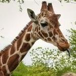 Indianapolis Zoo