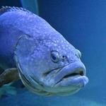 Mississippi Aquarium