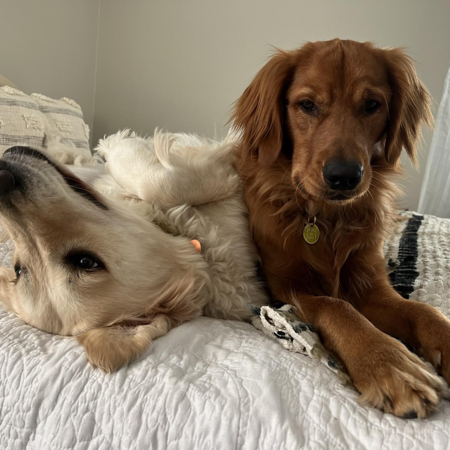 Rayne and Shadow