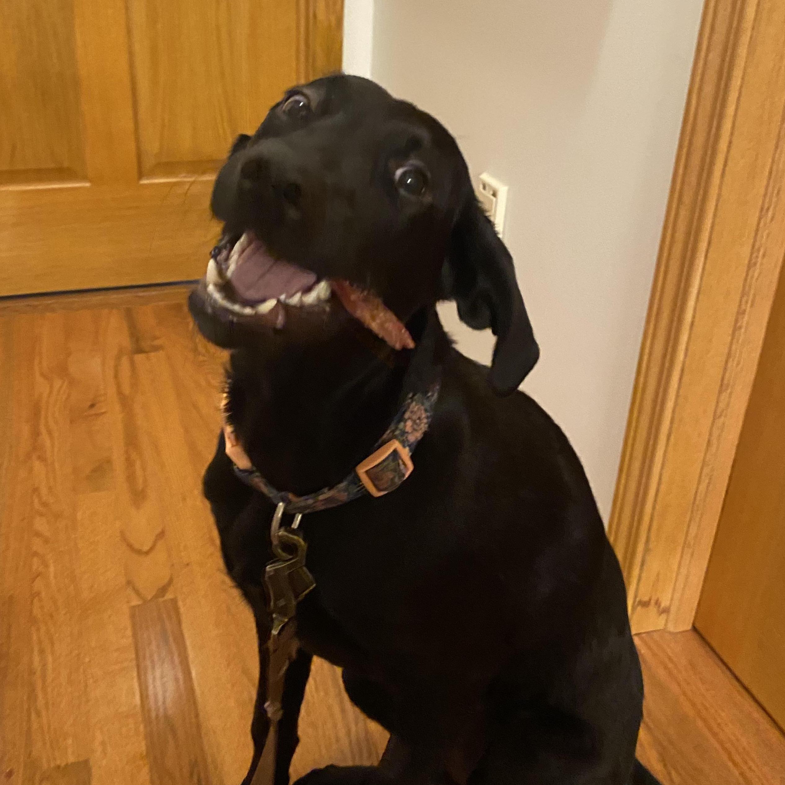 Our sweet lab-hound mix, Ali!