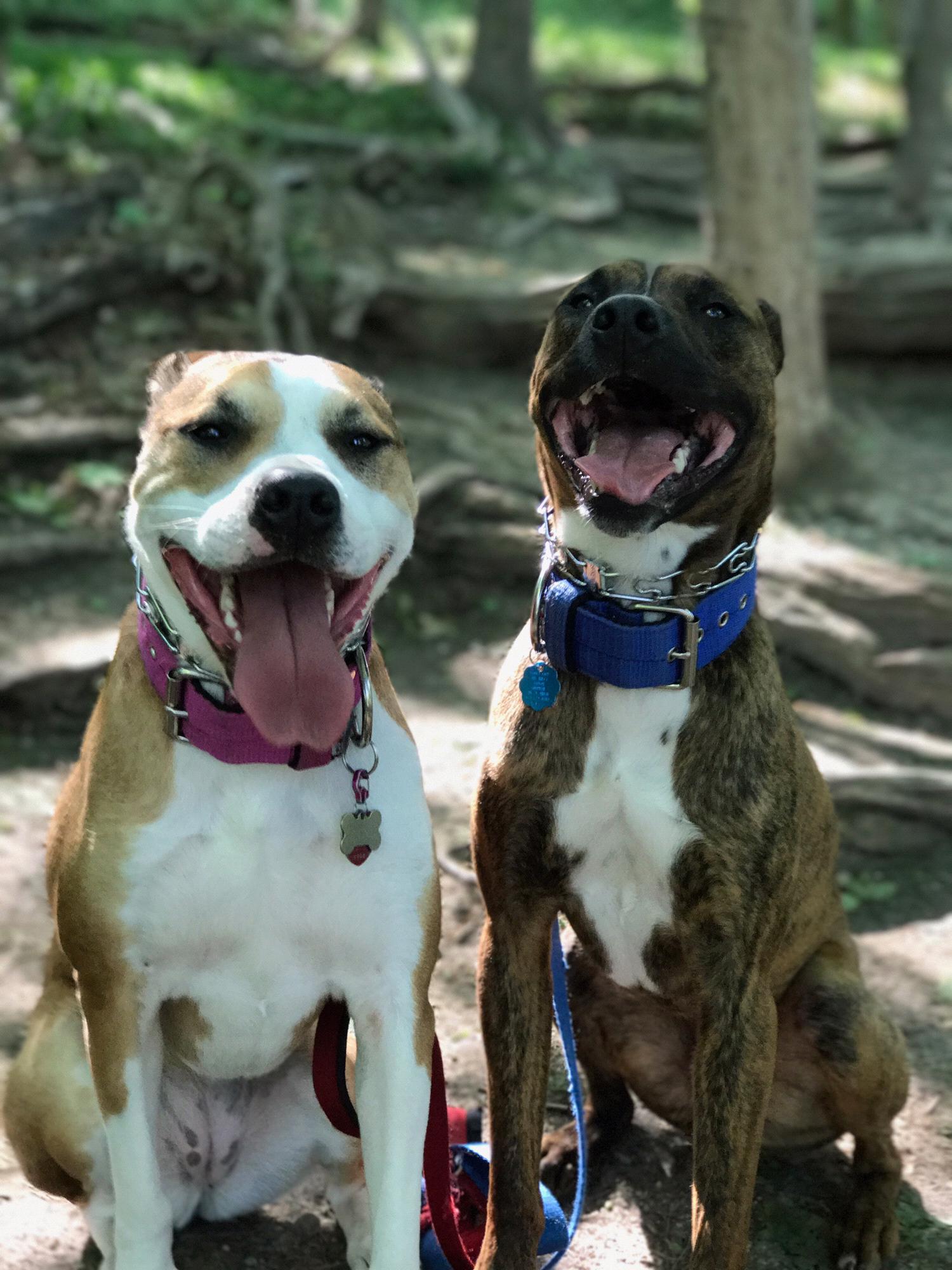 Marley (left) and Diego (right). Our puppies and our whole world. On a hike in Cold Spring Harbor, NY