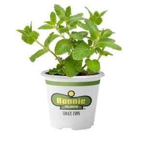 2.32 Qt. Mint-Sweet Mint