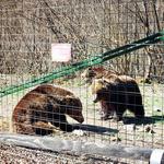 Libearty Bear Sanctuary Zarnesti