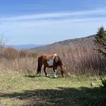 Grayson Highlands State Park